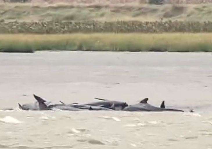 Rescue mission launched to save whales stranded on mudflats in the Swale at Seasalter