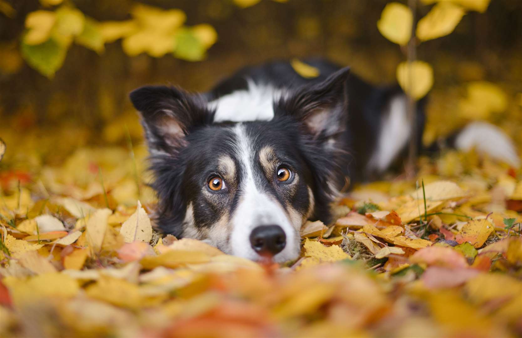 The border collie was initially bred to work with sheep and cattle. Image: iStock.
