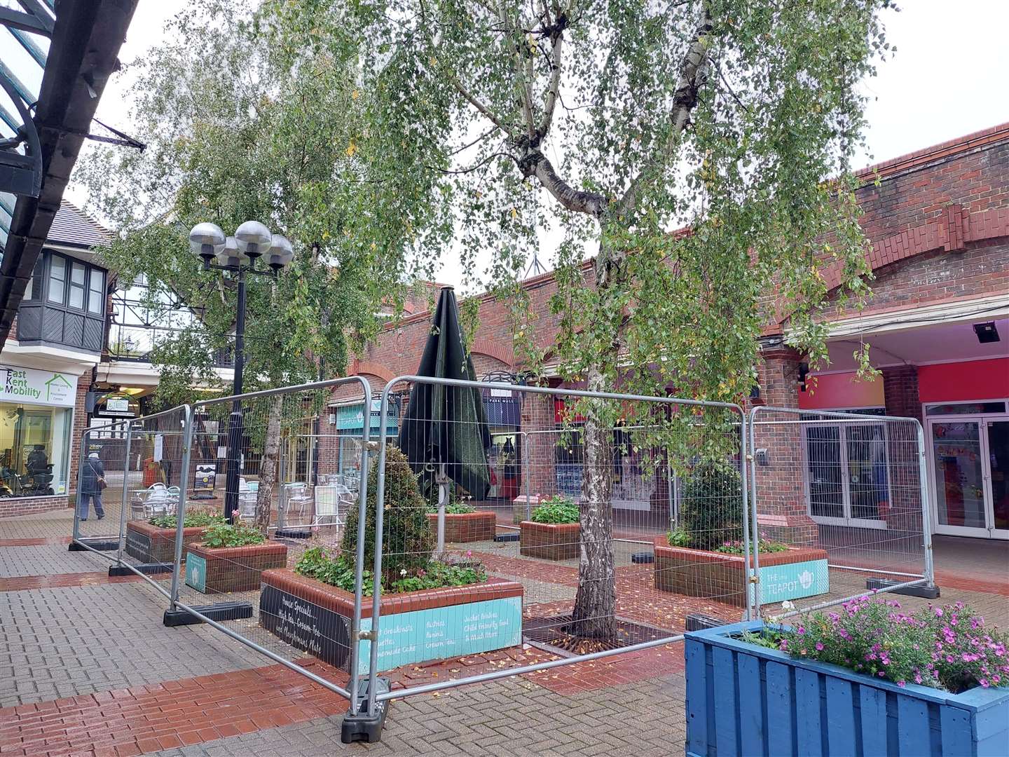 The two silver birch trees stood in Park Mall for decades