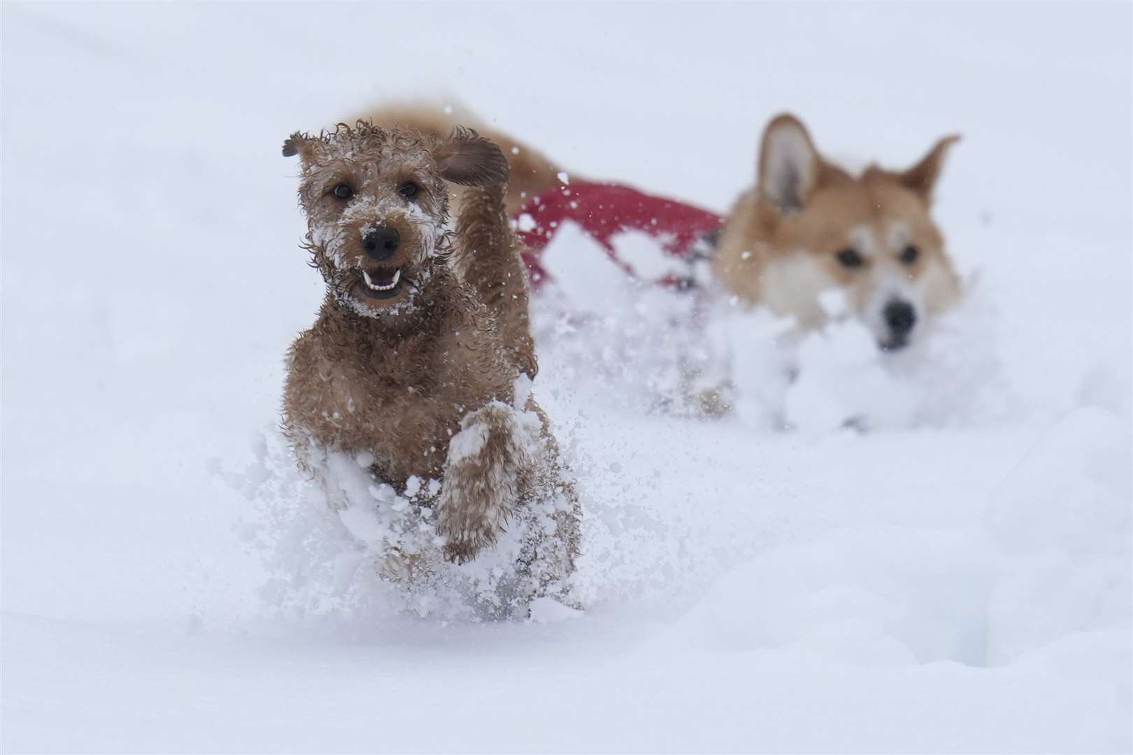 Dogs, Ziggy (left) and Digby play in the snow in Studley Royal park in North Yorkshire (Danny Lawson/PA)