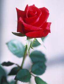 A red rose