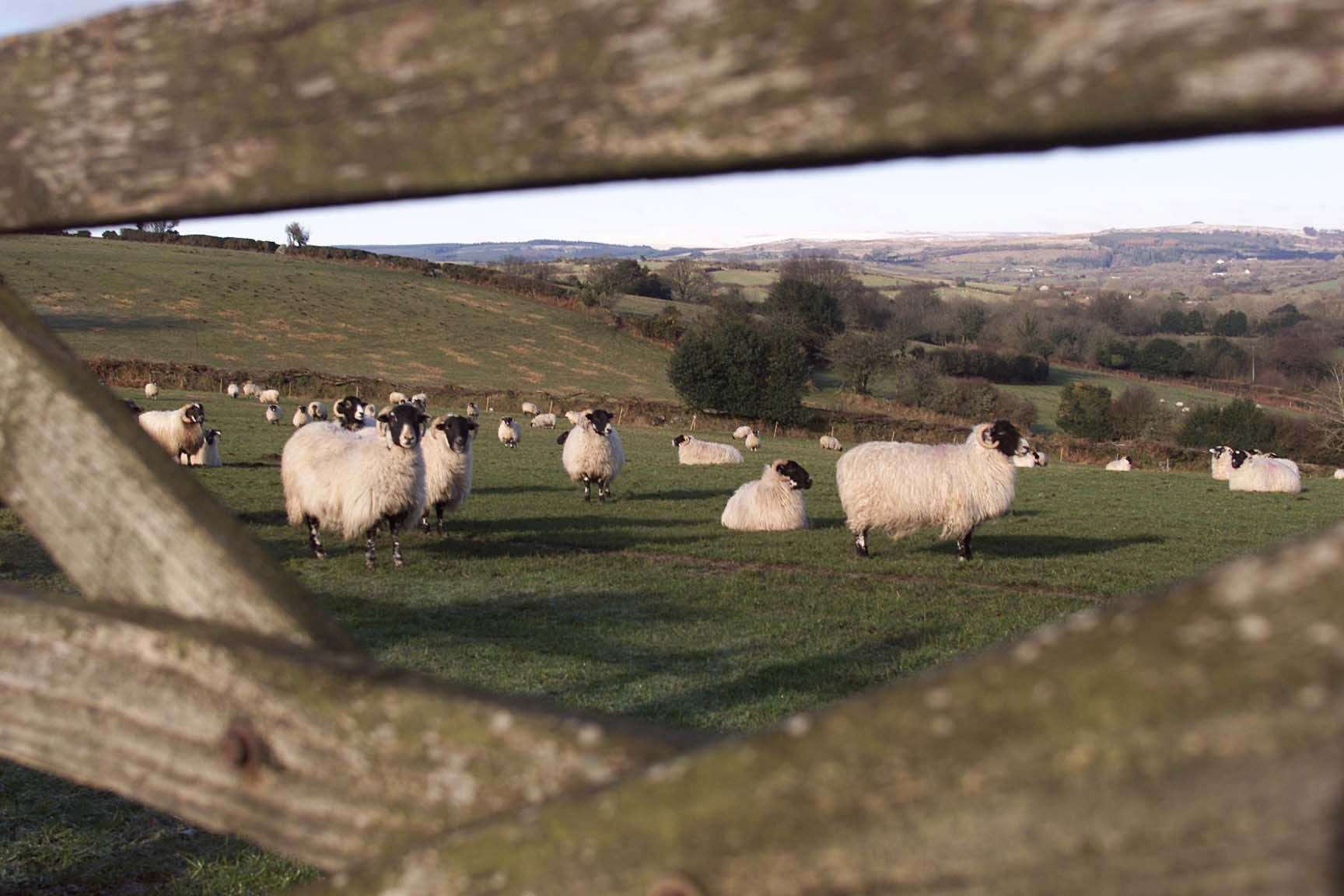 Sheep graze on the edge of Dartmoor National Park (Chris Ison/PA)