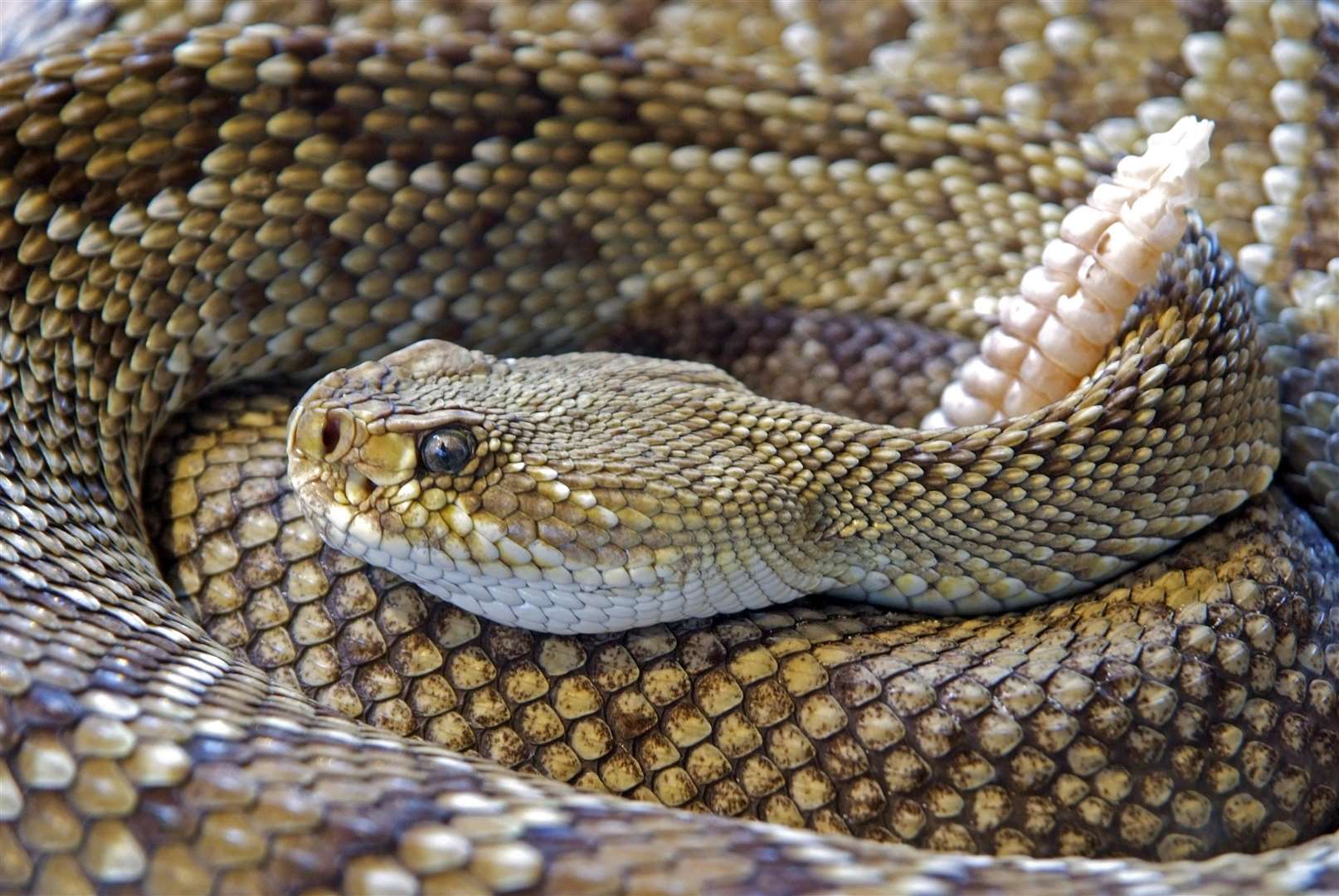 Three rattlesnakes are kept in Kent Picture: Born Free, Pixabay (45161990)