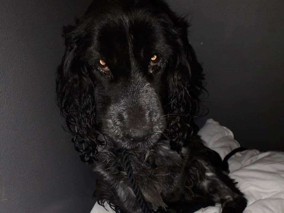 The cocker spaniel was diagnosed with Leptospirosis