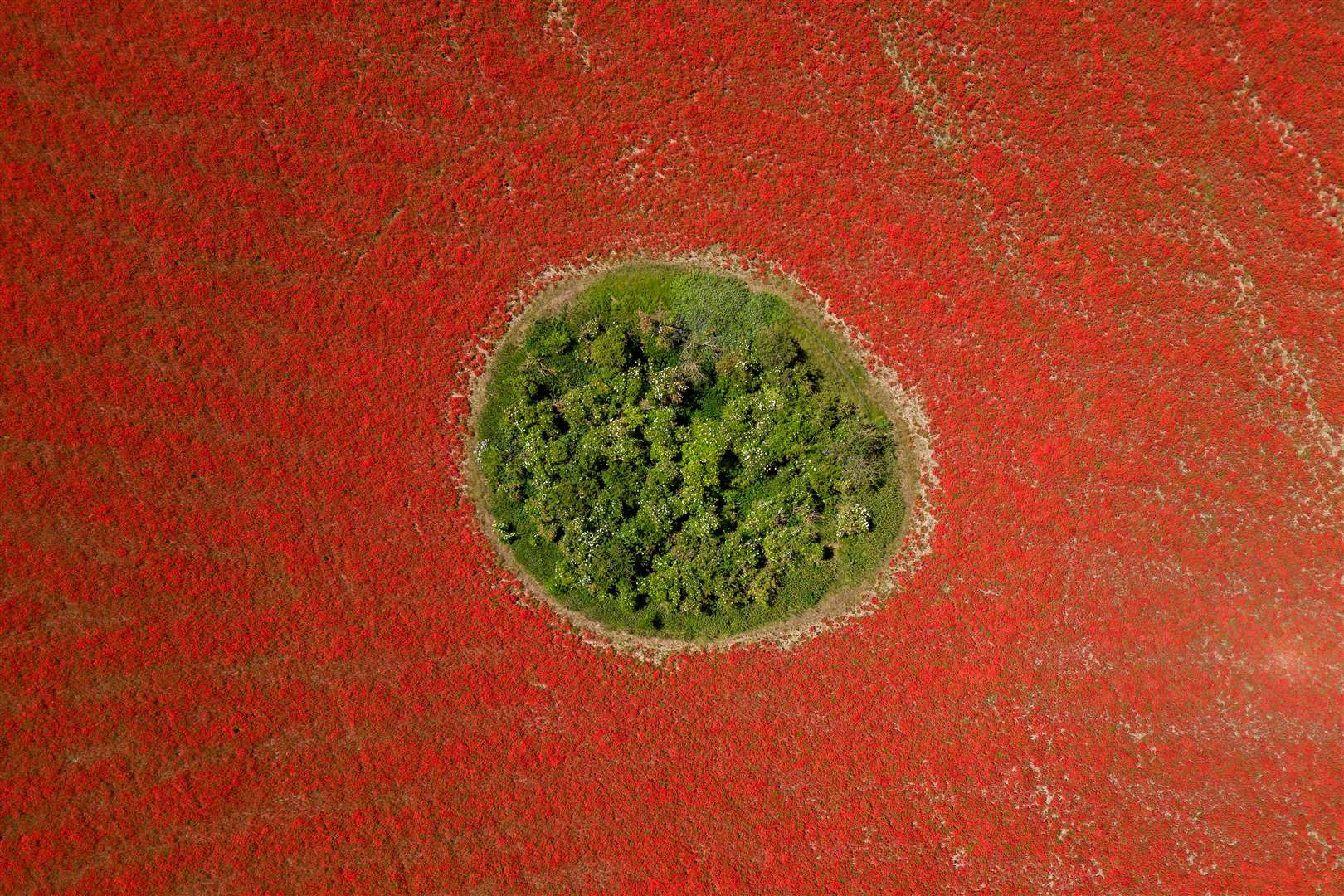 A field of poppies in flower in Great Massingham, Norfolk (Joe Giddens/PA)