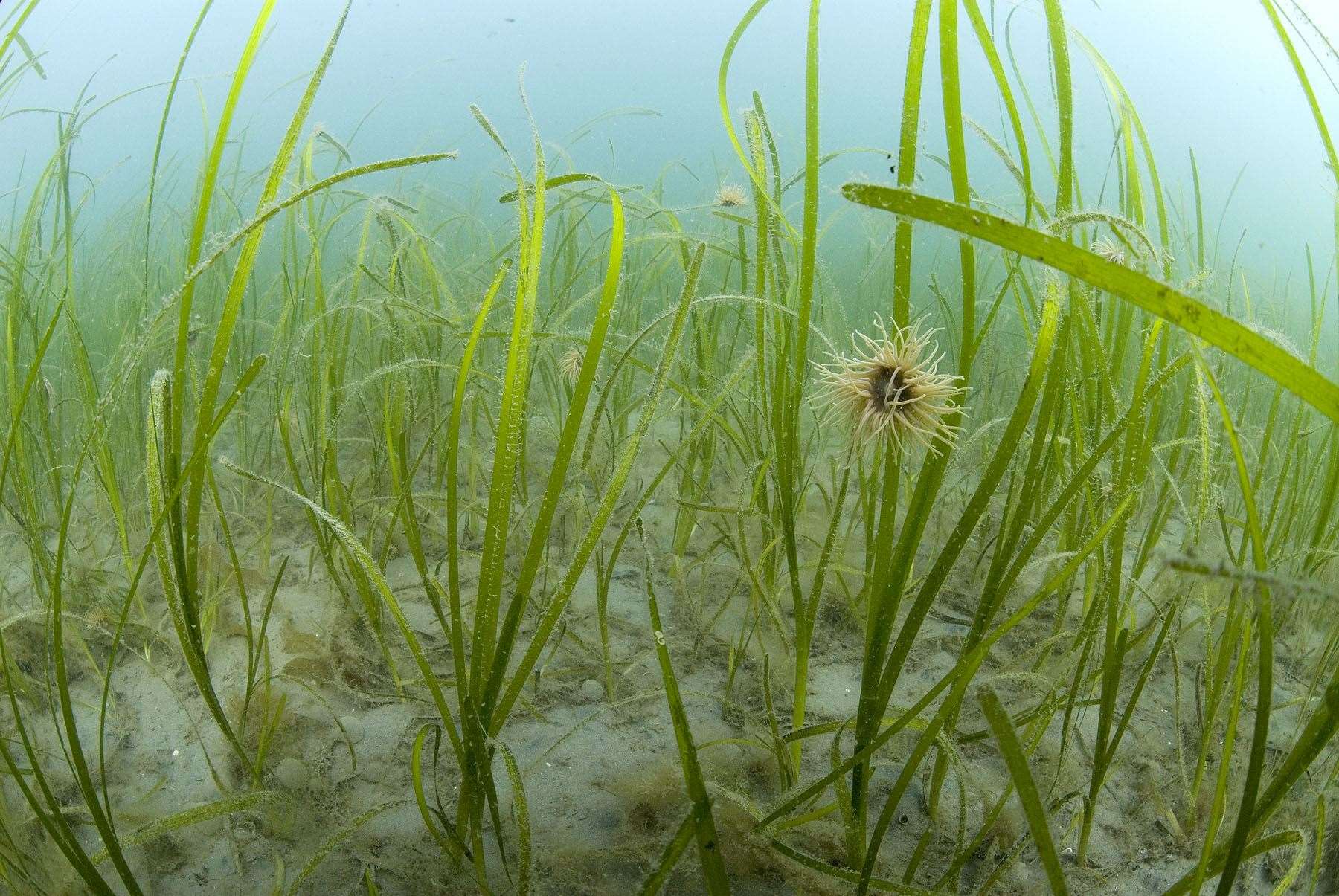 Seagrasses should be protected, the Wildlife Trusts say (Paul Naylor/PA)