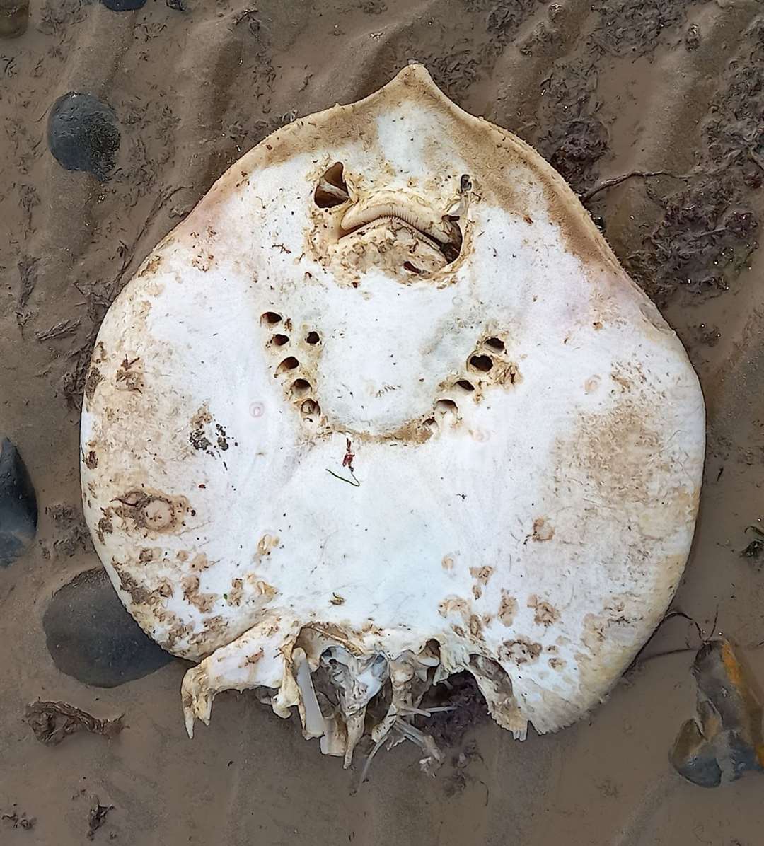 The dead thornback ray at Hampton Beach, Herne Bay. Picture: Brandon Whitfield