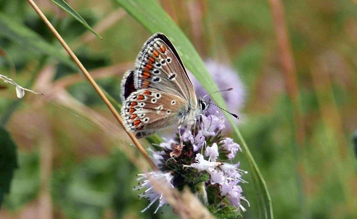 Households are being asked to help create suitable environments for the country's army of pollinators