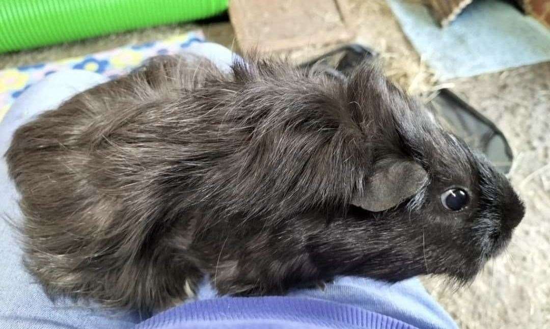 Guinea pig Buttercup