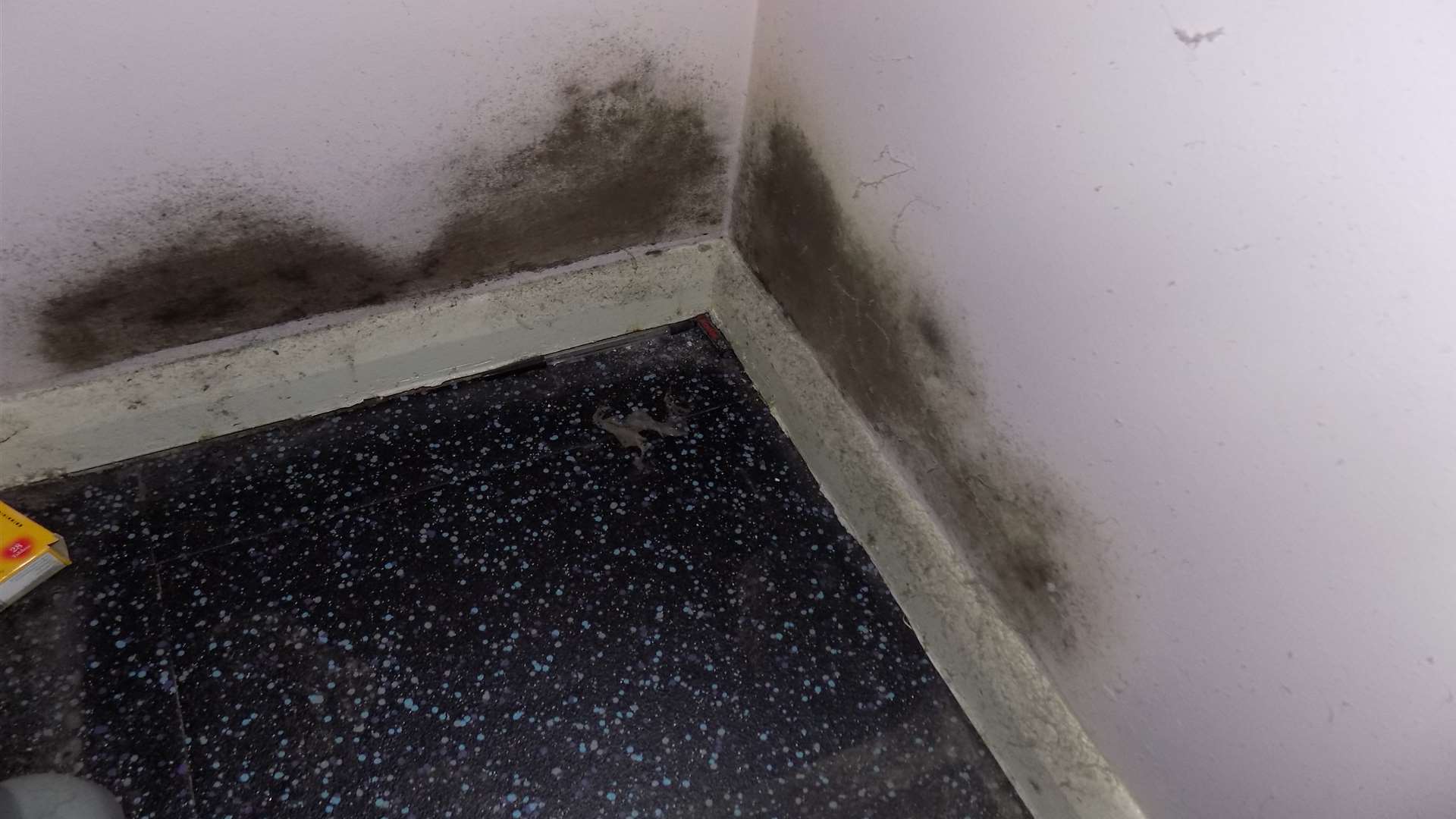 Mould spores have grown inside Roy Rogers' bedrooom