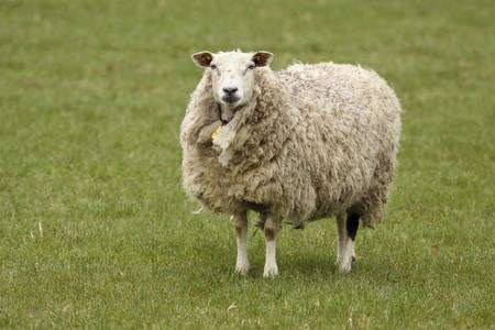 Sheep in a field