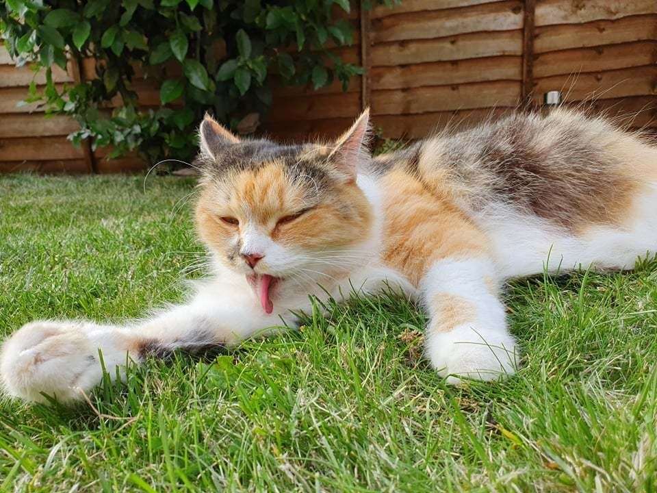 Prentiss is a ragdoll moggy mix