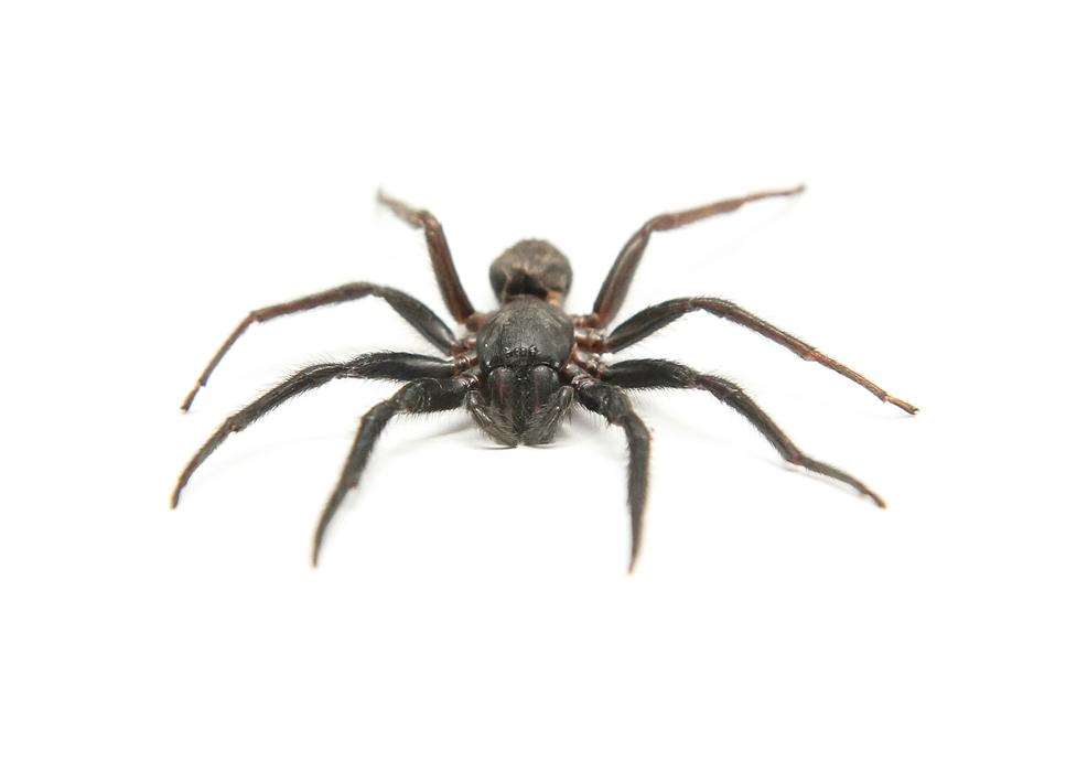 Spider Lurking In Plug Hole Strikes As Sheerness Man Scott Langworthy 