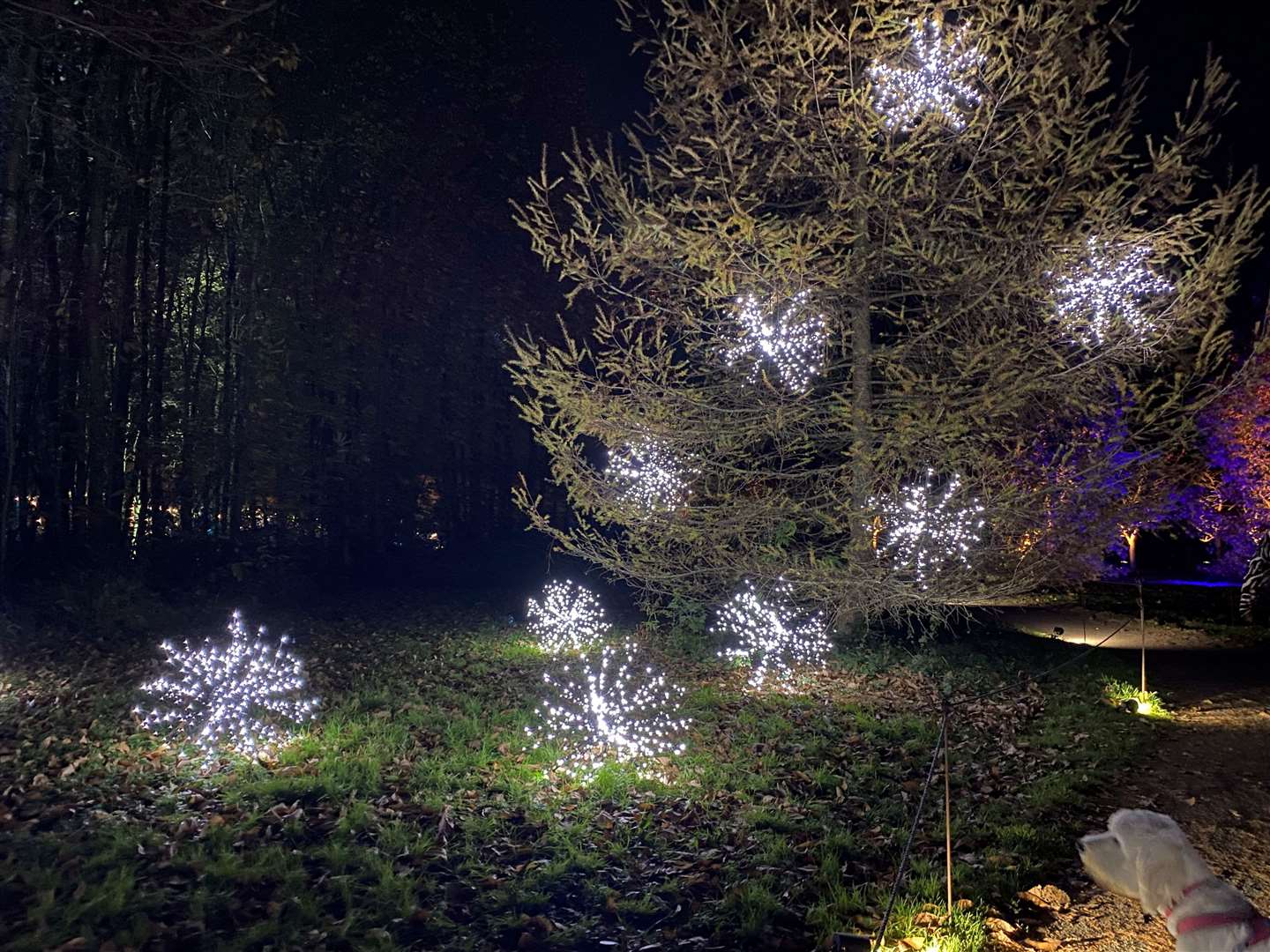 Sparkly snowflakes filled the trees and lit up the grounds