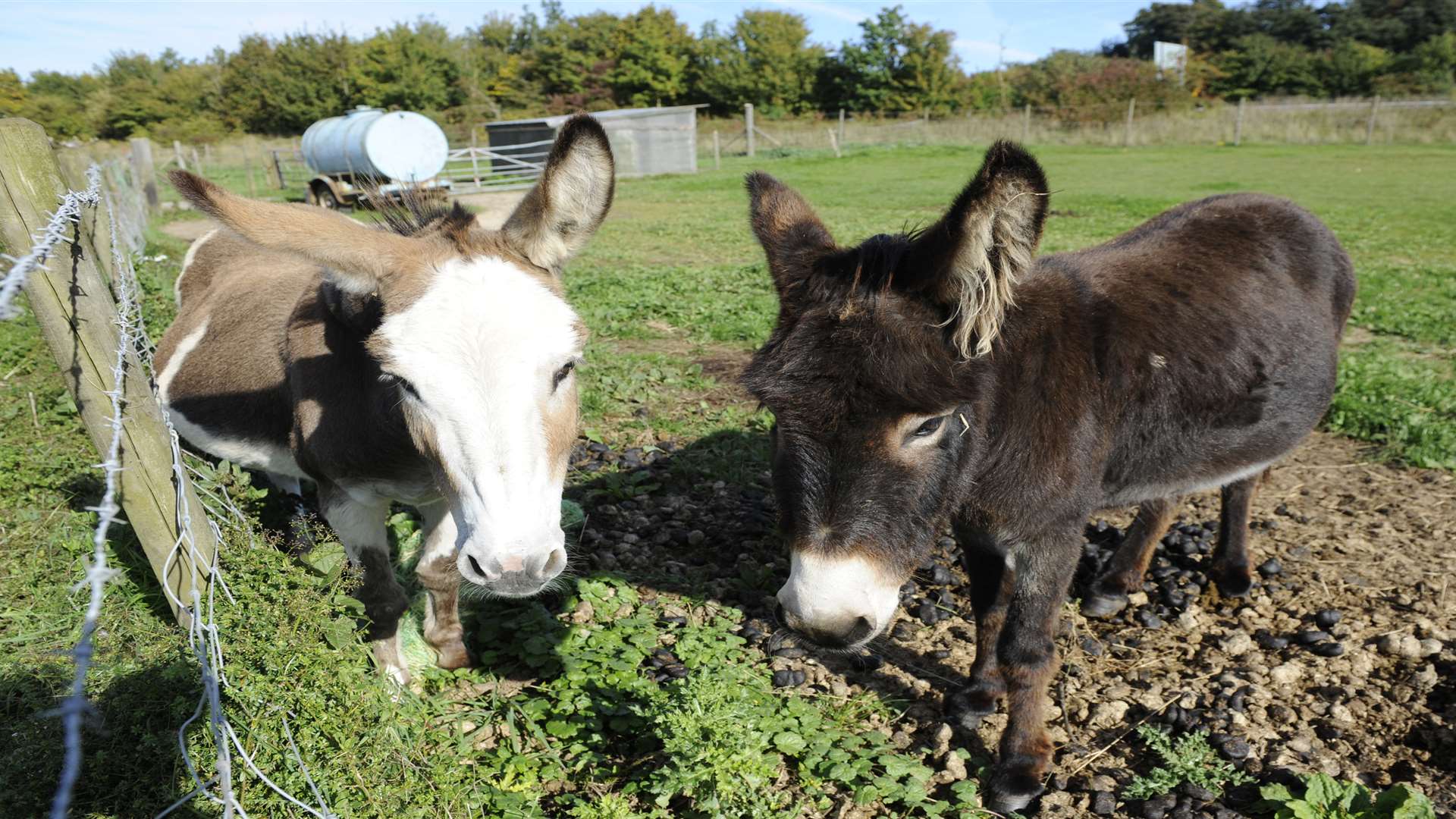 Donkeys in the field