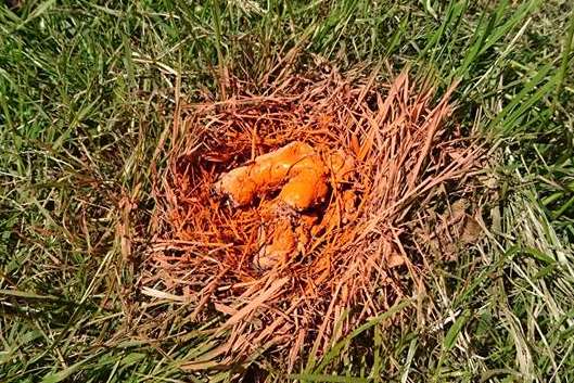 Volunteers have been spray painting dog poo