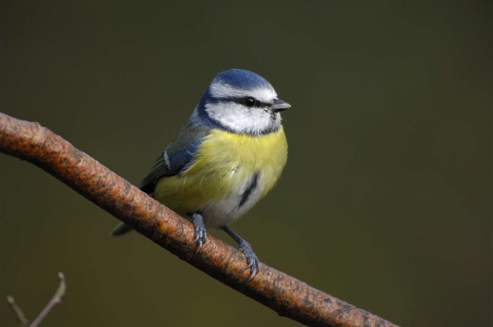 Blue tits were commonly spotted in the survey (Ray Kennedy/RSPB/PA)