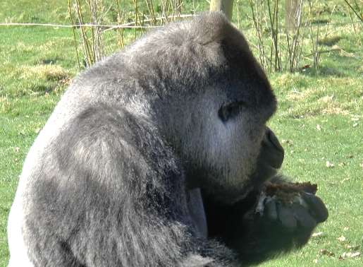 Ambam takes a little bite out of the delicacy