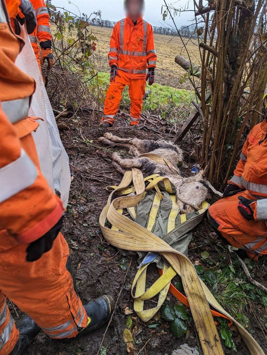 Kent Fire & Rescue and the RSPCA attended the scene in Swanton Road, Maidstone. Picture: RSPCA