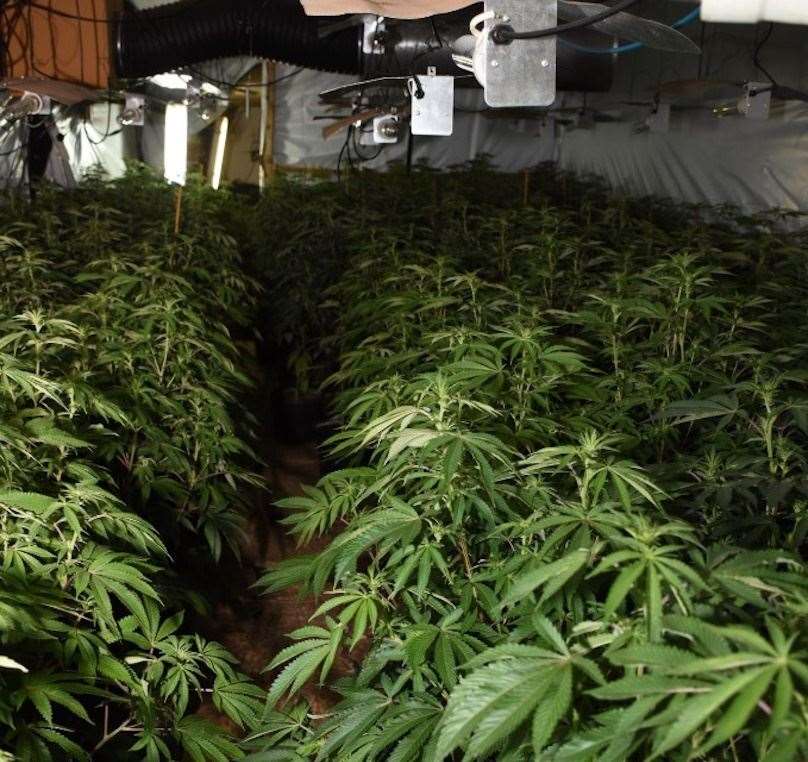 A huge cannabis farm was found at an industrial unit in Dengemarsh Road, Lydd. Picture: Kent Police