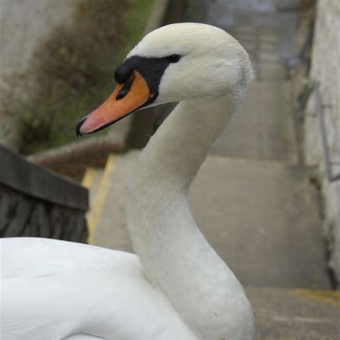 A swan held up trains. Picture: library image