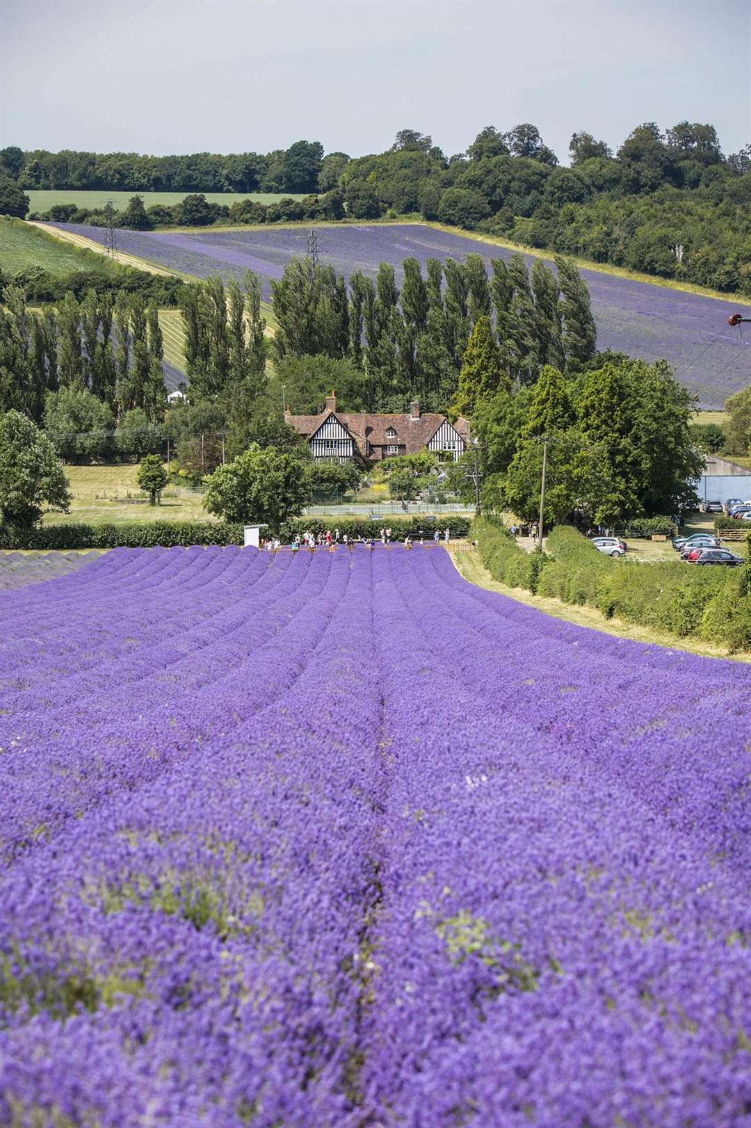 Castle Farm lavender fields won't be in full bloom until later this summer Picture: Thomas Alexander