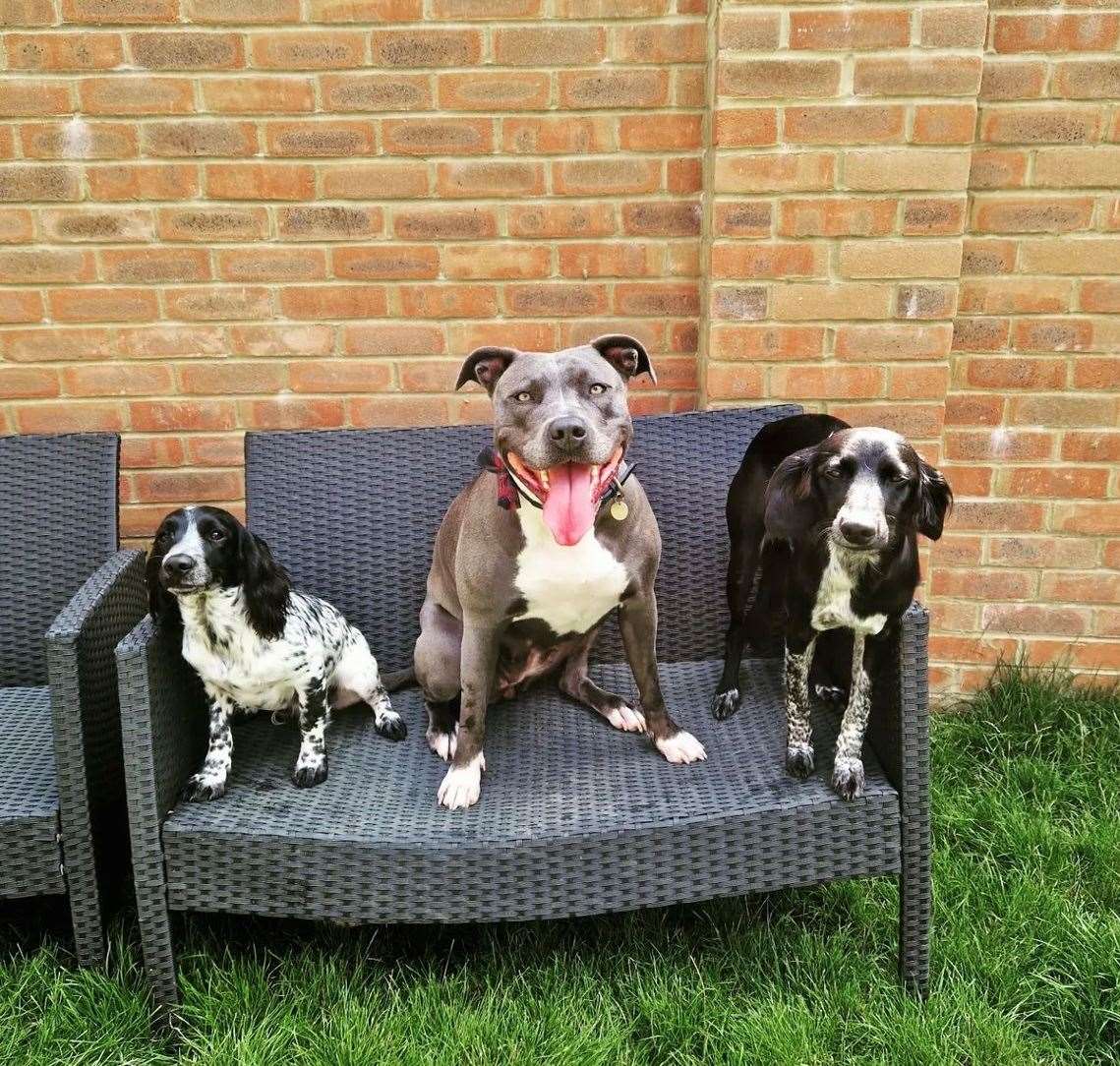 Mrs Beaumont says American XL Bully Rosie is “so docile”. Picture: Lindsey Beaumont