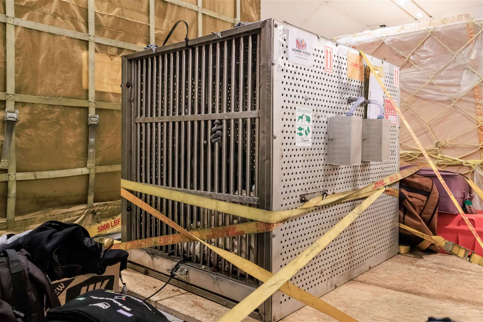 Orphan chimpanzee Chocolat on board the DHL aircraft in a tailor-made ‘VIP’ crate (DHL Express/Monkey World/PA)