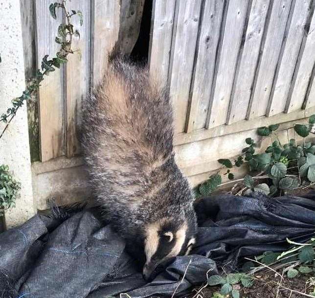 (RSPCA/PA)