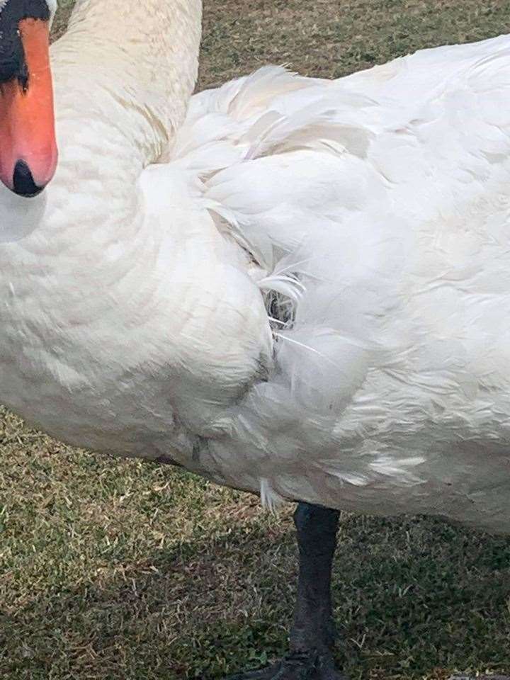 Swan attacked in the boating lake at Barton's Point Coastal Park, Sheerness. Picture: Swampy Wildlife Rescue (14249814)