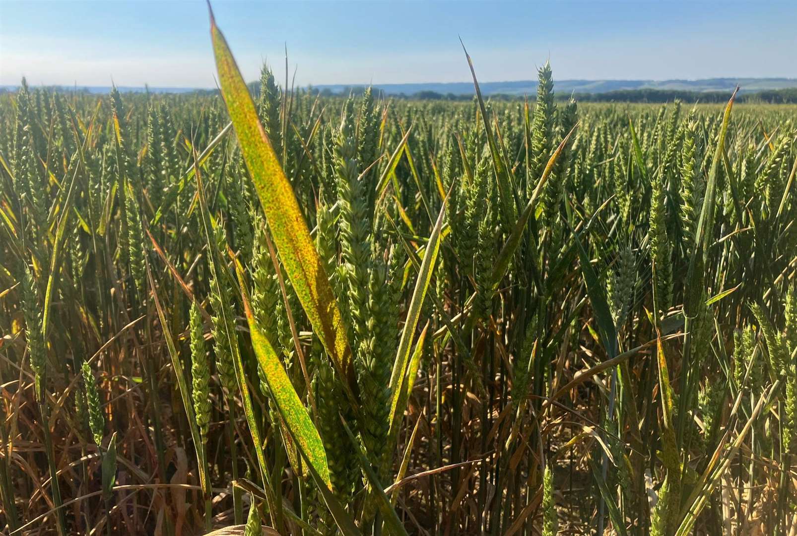 Wheat field in rural Kent Pic Simon Finlay LDRS