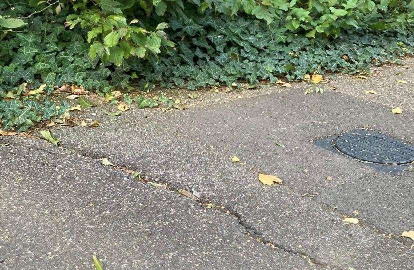 Roots of the trees are causing damage to water pipes. Picture: Antony Lowe