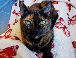 Saffron, a nine-year-old domestic short-hair at Battersea Brands Hatch