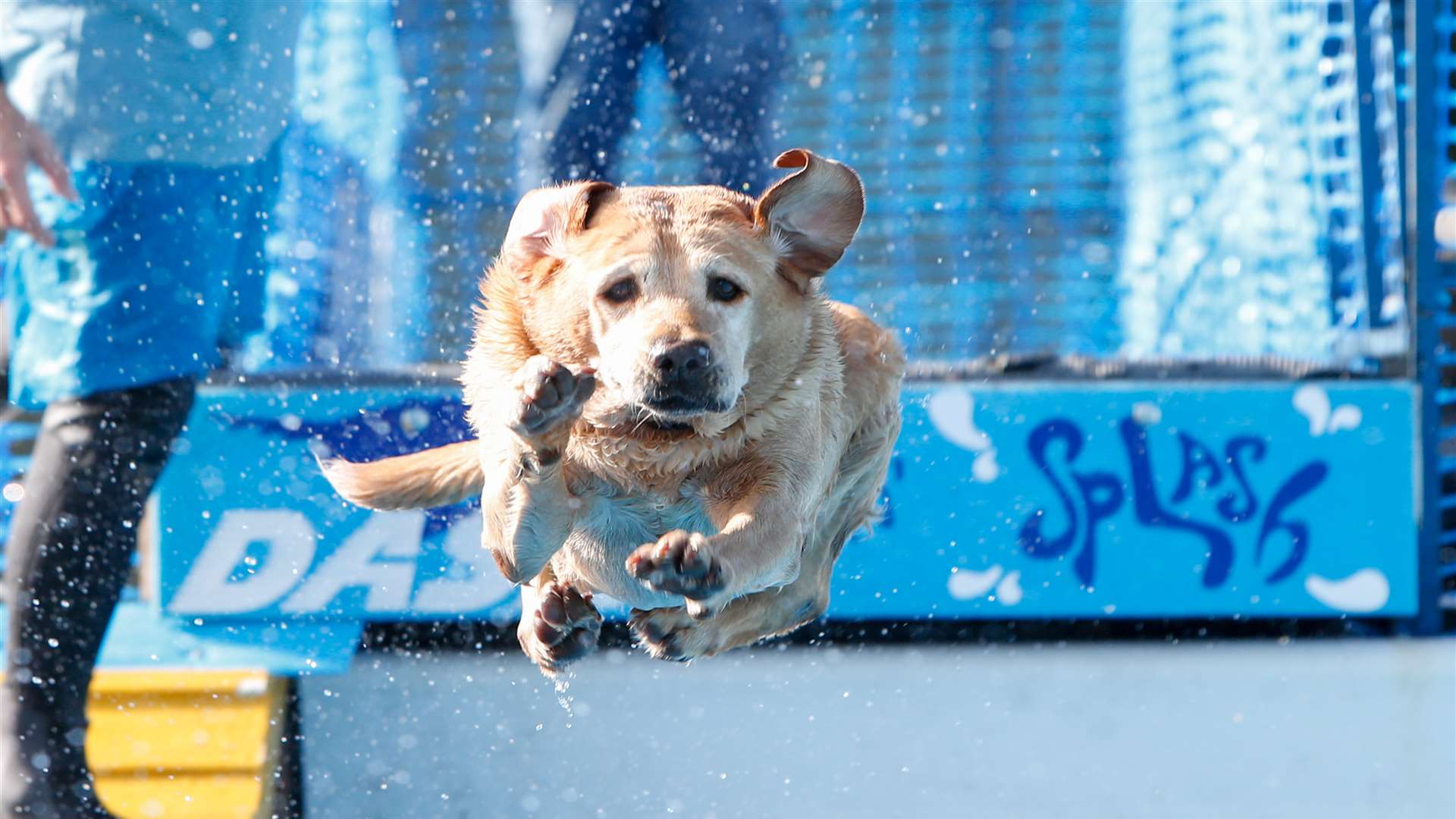 Robbie the fox red labrador on the Splash and dash