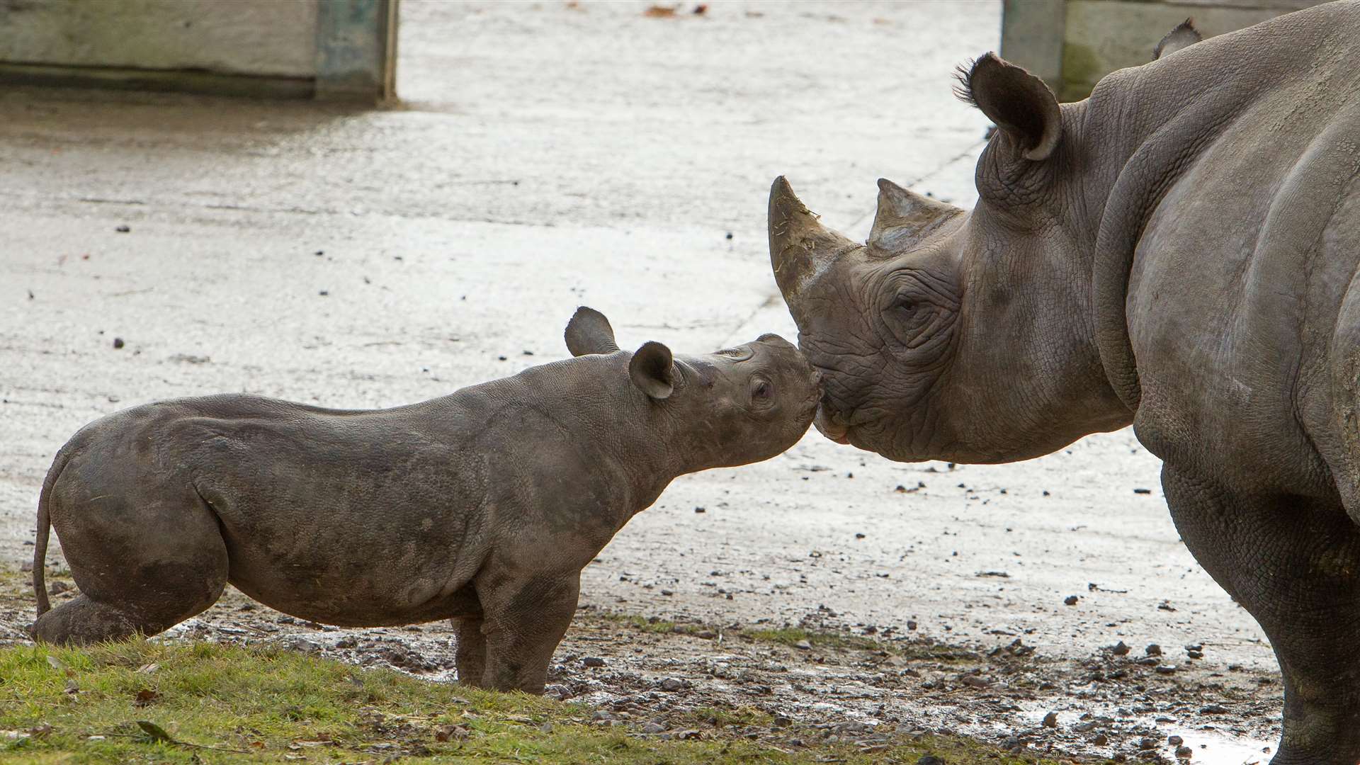 Visit Port Lympne near Hythe on Mother's Day with your mum