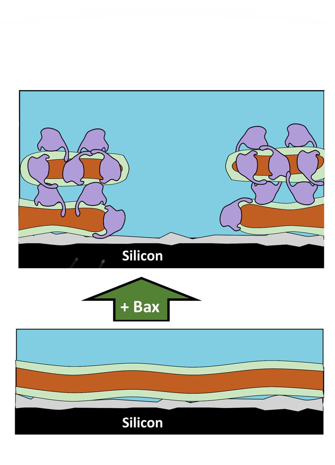 Pore forming reorganisation of the mitochondrial surface by Bax during the initial stages of apoptosis (Dr Luke Clifton/STFC ISIS Neutron and Muon Source)