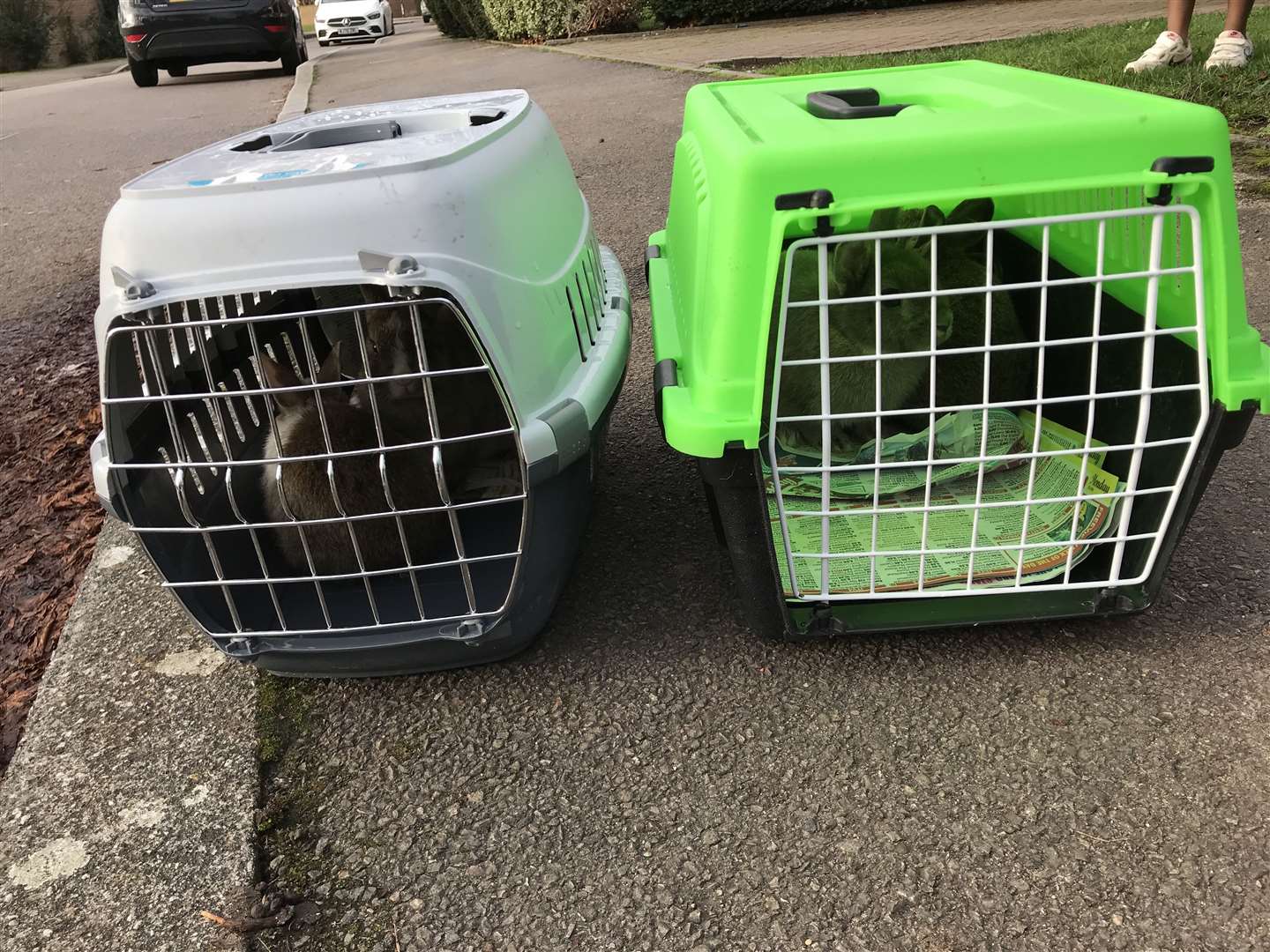 Ten rabbits were found abandoned in pet carriers. Picture: RSPCA