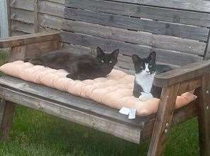 Silas with his kitty companion Ezra. Picture: Karen Clayton