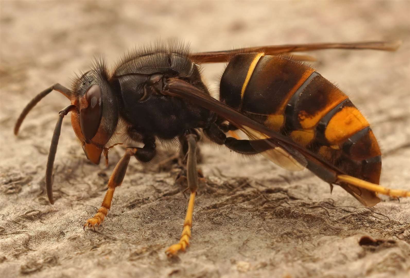 What does an Asian hornet look like and where do you report sightings?