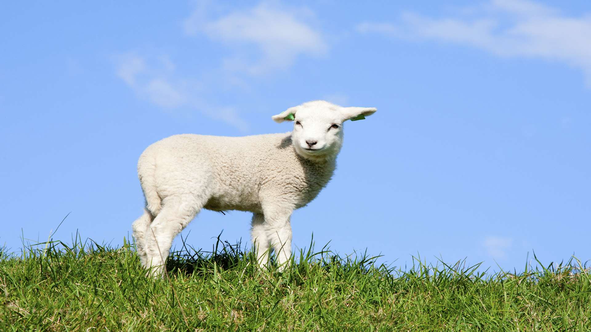 Lambing weekends are popular with families