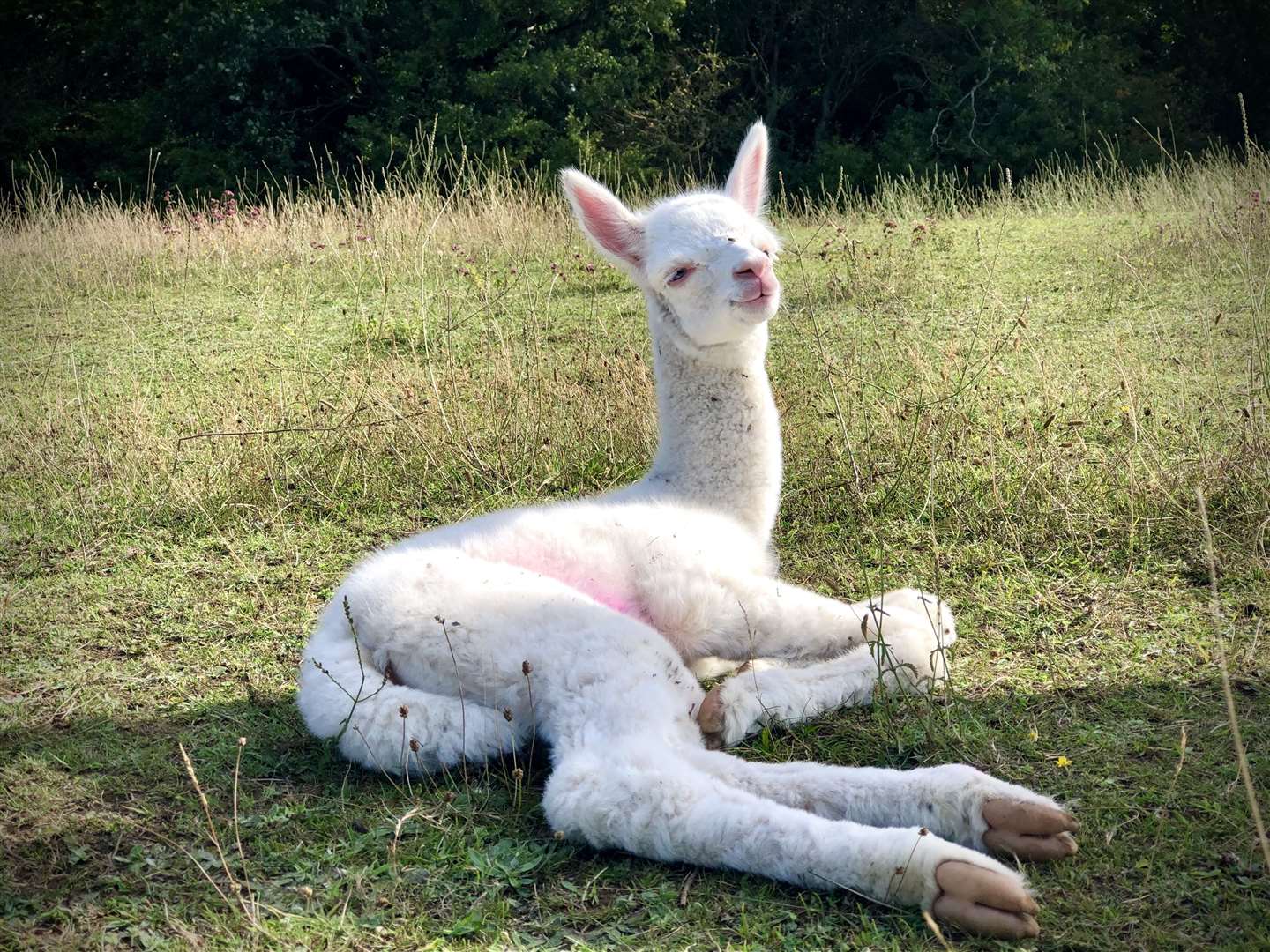 The rare animal was born in August at the Capstone Alpaca Farm. Picture: Richard Delaney