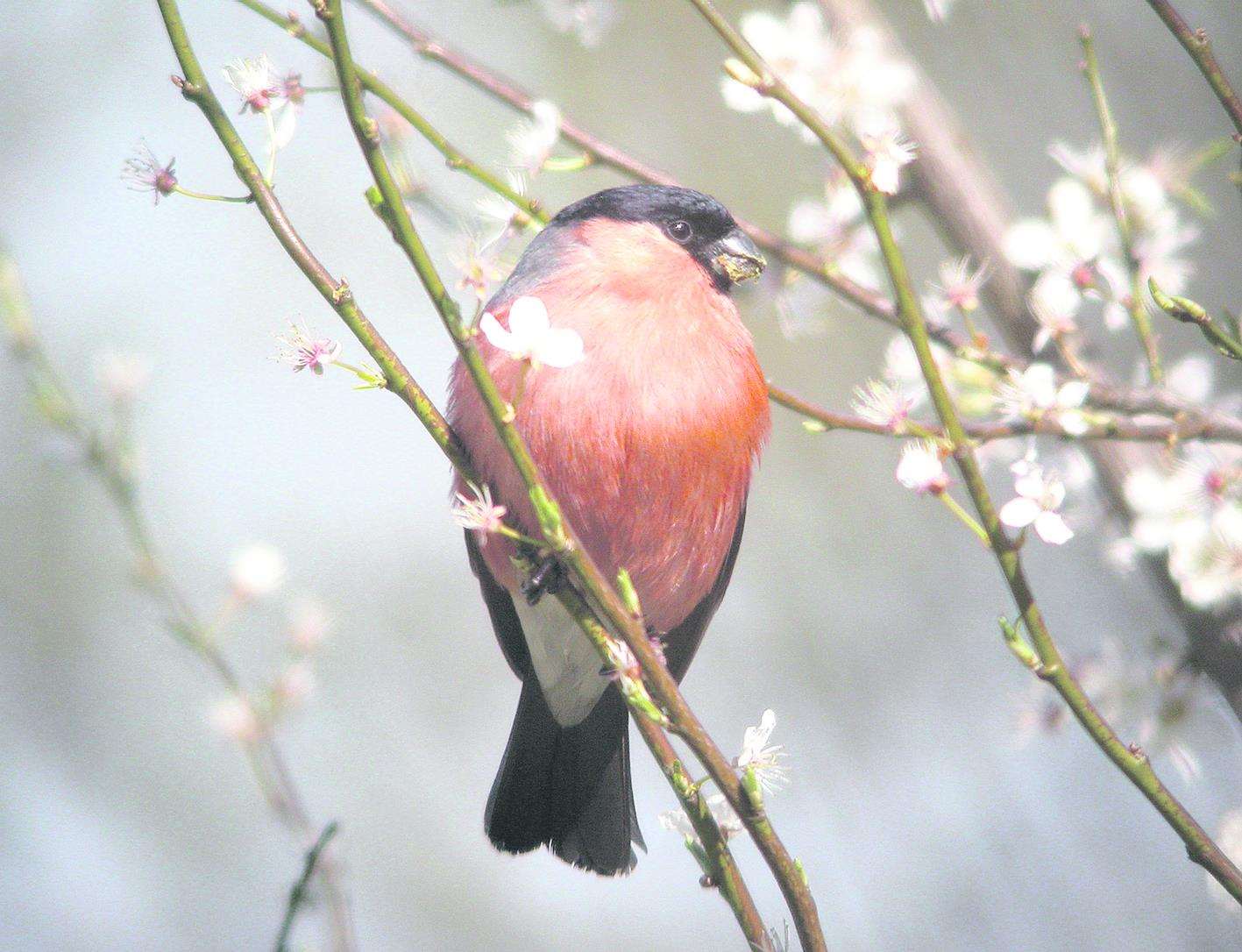 A bullfinch. Stock image