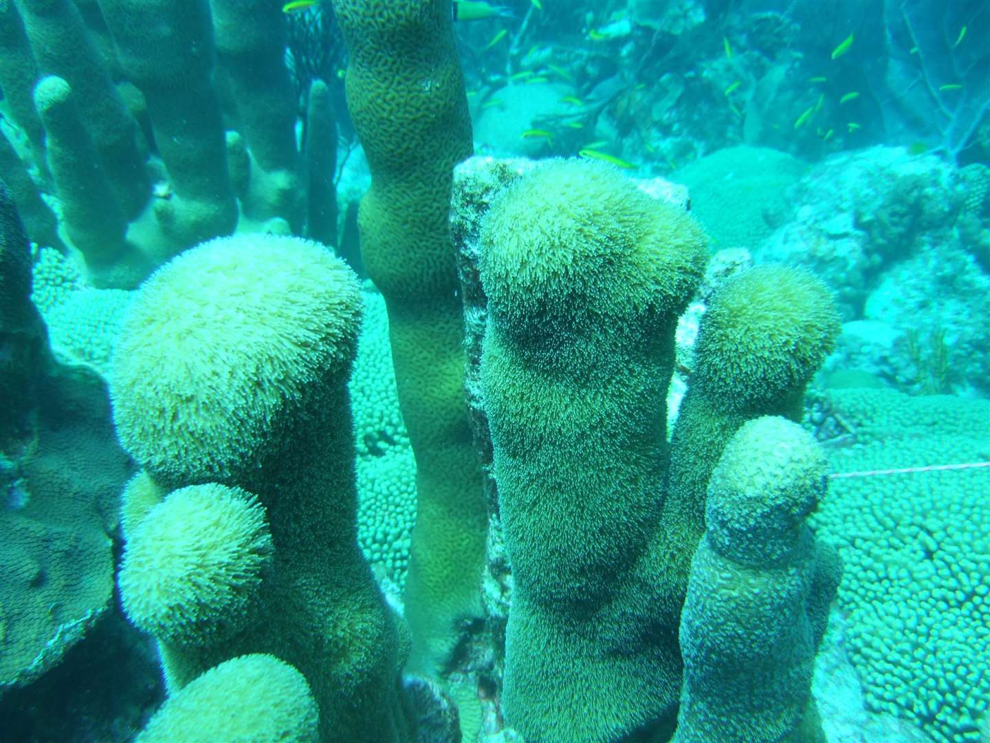 Pillar coral is critically endangered (Francoise Cabada-Blanco/PA)