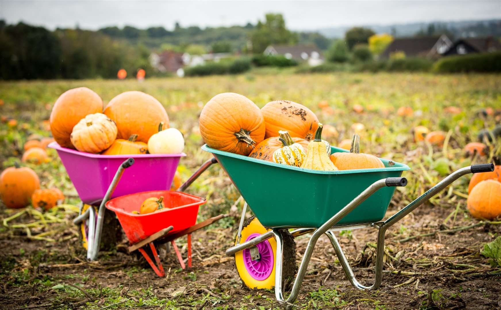 Pumpkin Moon, Old Chatham Road, Sandling Picture: Matthew Walker