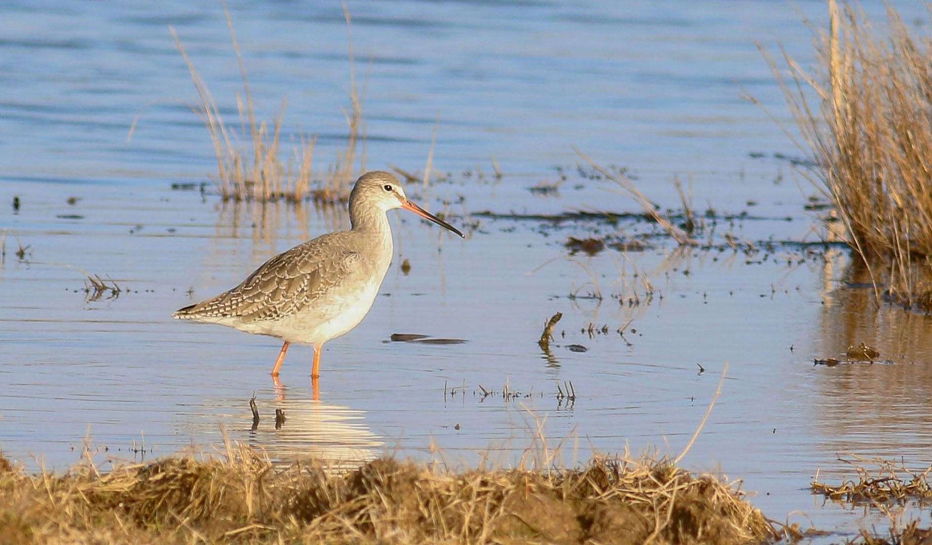 A range of wildlife will use the reserve across all months of the year. Picture: Jonathan Heath