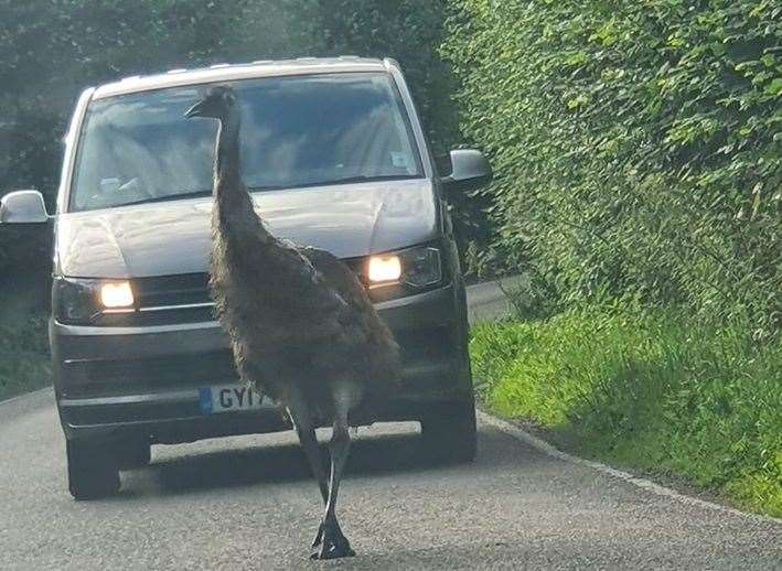 An emu was spotted on the loose in Marden. Picture: Felicity Gallagher