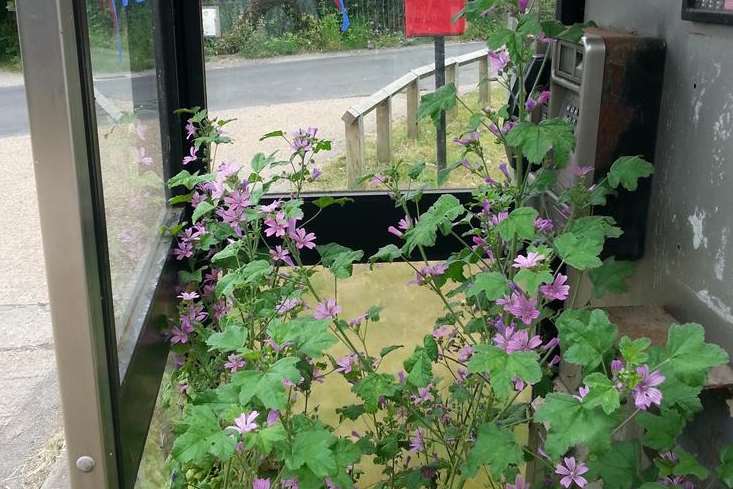 What's at the root of this? A plant growing inside a West Hythe phone box