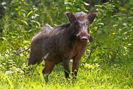 Wild Boar who have arrived at Wildwood in Herne Common