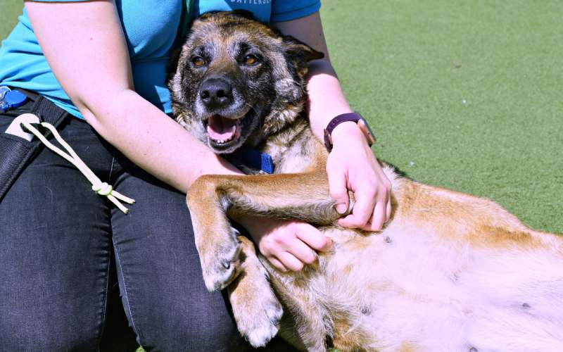 Judy the six-year-old Belgian shepherd dog is among those waiting for adoption (Battersea Dogs and Cats Home/PA)