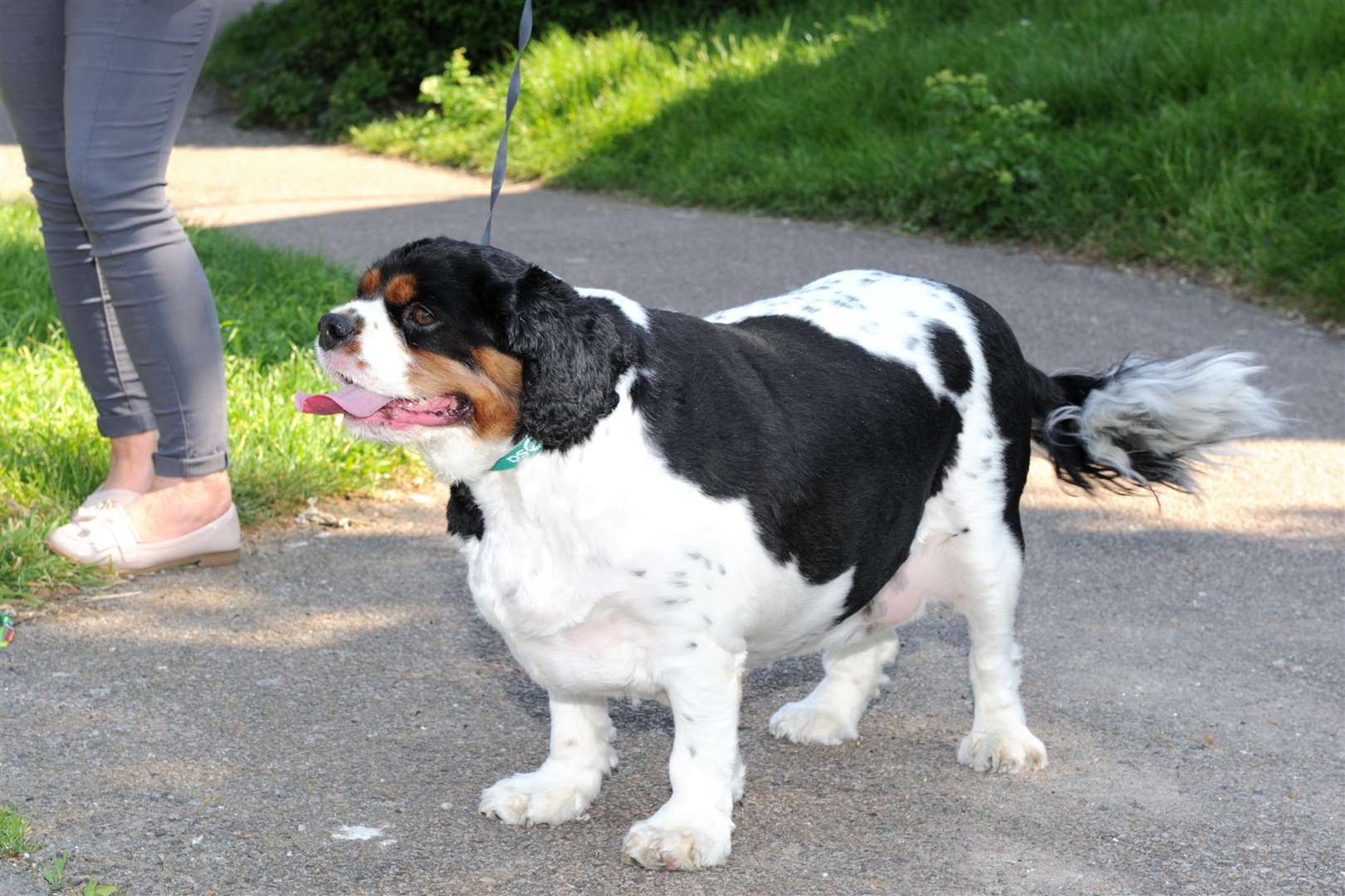 Four-year-old Borris is around 80% overweight (2306105)